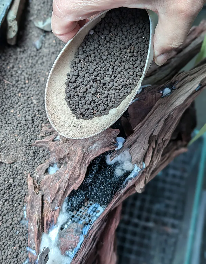 Aquascaping steps - PRIMAL BUST - IAPLC 2025 Silver Prize - Katsuki Tanaka / Japan